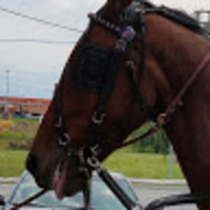 Meet your Posher, Heidi